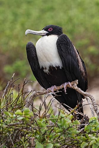 Female Great frigatebird-Genovesa Island-Ecuador Art Print